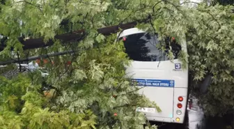 Aydında, Ağaç Yolcu Minibüsünün Üstüne Devrildi