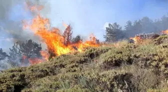 Erzurum'da Orman Yangını