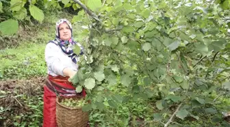 Giresun'da Sahil Kesiminde Fındık Hasadı Başladı