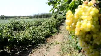 Manisa'da Etkili Olan Dolu ve Kuvvetli Rüzgar
