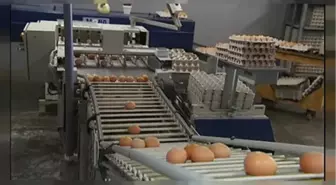 AB Komisyonu Zehirli Yumurta Konusunda Bazı Ülkeleri Uyardı