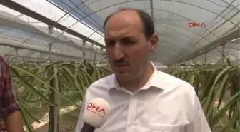 Adana Atanamayan Çiğdem Öğretmen Çiftçi Oldu, Pitahaya Yetiştirdi