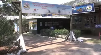 Albino Deniz Kaplumbağa Yavrusu Korumaya Alındı - Muğla