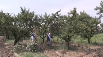 Antalya'daki Turist Canlılığı Bursa Şeftalisine Yaradı