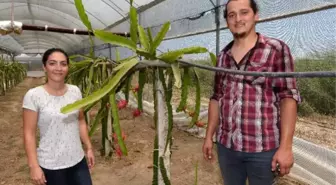 Atanamayan Çiğdem Öğretmen Çiftçi Oldu, Pitahaya Yetiştirdi