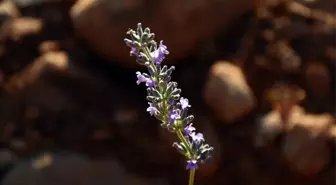 Çevreyi Lavanta Kokuları Sardı