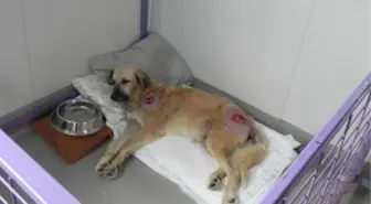 Dha İstanbul - Kaza, Maganda Kurşunu Kurbanı 12 Köpek 'Engellenenler Evi'nde