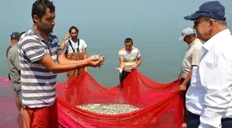 İznik Gümüş Balığı Avrupa'nın Bir Numarası