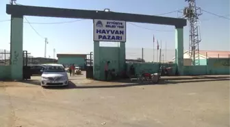 Kurbanlıklar Görücüye Çıktı