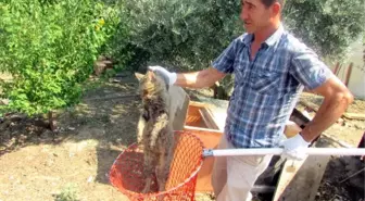 Tavuklarını Yiyen Yaban Kedisini Kapanla Yakaladı