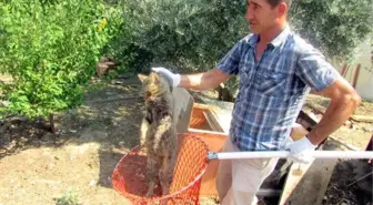 Tavuklarını Yiyen Yaban Kedisini Kapanla Yakaladı