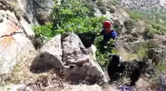 Uçurumun Kenarında 72 Saat Mahsur Kalan Keçileri Afad Kurtardı