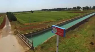 Yeni Mercimek Çeşitleri Verimi Katlayacak