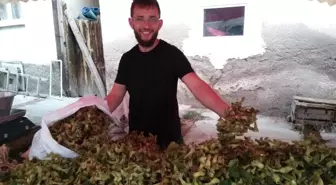 Yeni Ürün Fındık Pazara İndi