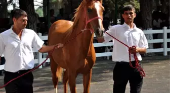 Arap Yarış Tayları, Ev Fiyatına Alıcı Buldu