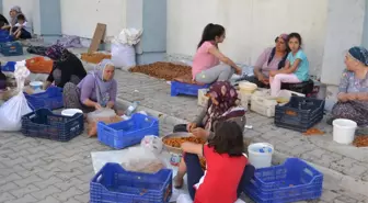 Kayısıda Patik Dönemi Başladı