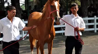 Yarış Tayları Ev Fiyatına Alıcı Buldu