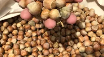 Kaymaz: 'Fındıkta Ağırlığımız Azalıyor'