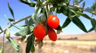 Mutluluk Meyvesi Goji Berry Van'da Üretildi