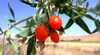 Mutluluk Meyvesi Goji Berry Van'da Üretildi