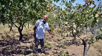 Siirt'te Domuz Sürüleri Üzüm Bağı ve Fıstık Ağaçlarına Dadandı