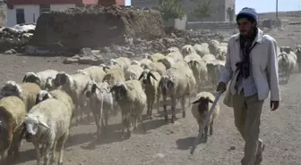 Çobanlık Yaparken Çalıştı, İlahiyat Fakültesini Kazandı