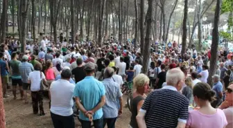 Ünye'de Çamlık Projesi Tepkiler Üzerine İptal Edildi