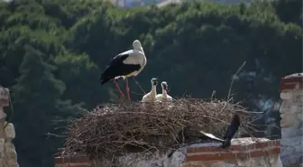 Selçuk'ta 2. Leylek ve Doğal Yaşam Kültürü Festivali Başladı