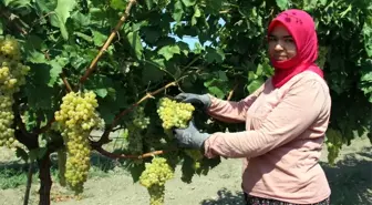 Üzüm Üreticisinin Fiyat Beklentisi 5 Liranın Üzerinde