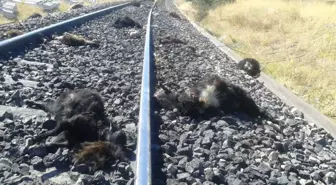 Elazığ'da Demir Yolundan Geçen Sürüye Tren Çarptı, 90 Keçi Telef Oldu