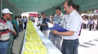 Kale'nin En İyi Biberi Seçildi