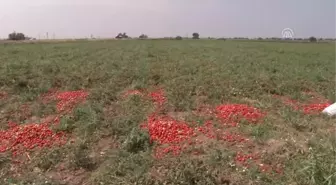 Karacabey Ovası'nda Domates Hasadı Sıkıntılı Başladı