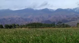 Kırgızistan'daki Karahanlılara Ait Türbede Ilginç Bulgu