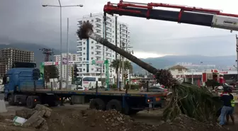 Pac Meydanı'ndaki Palmiyeler Özenle Taşınıyor