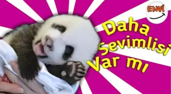 Panda Sevenler Buraya | En Güzel ve Komik Panda Videoları ?? Komik Hayvanlar