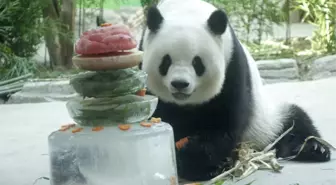 Panda Sijia 11. Doğum Gününü Bin 500 ziyaretçiyle Birlikte Kutladı