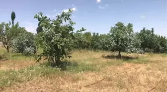 Cevizdeki Sıcaklık Stresine 'Kaolin Kili' Çözümü