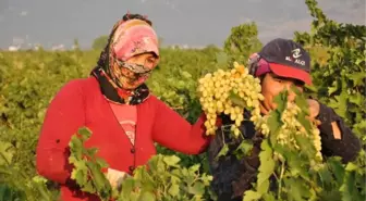 İslahiye'de Üzüm Hasadına Başlandı