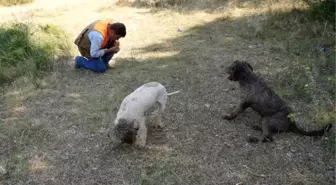 Edirne'deki Merada İlk Kez 'Trüf' Mantarı Arandı