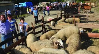 Hanönü'de Kurban Pazarı Açıldı