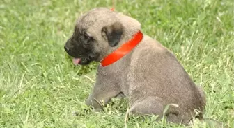 Kangal Köpeğine 'Tescil' Şoku