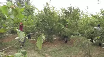 Mevsimlik Tarım Işçilerinin Karadeniz'de Çileli Mesaisi Başladı - Samsun