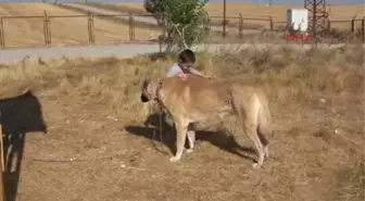 Sivas Kangal Köpeğine 'Tescil' Şoku