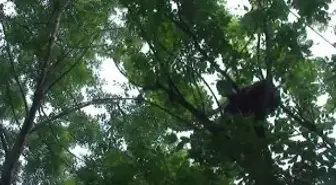 Evden Kaçan Papağan Veterinere Verildi