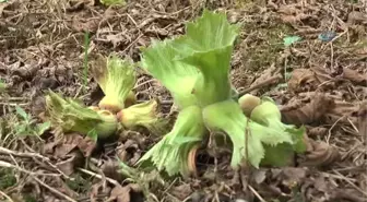 Fındık Üreticisi Açıklanan Fındık Fiyatına Tepkili