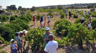 Turistler, KKTC'de Üzüm Hasadına Katıldı