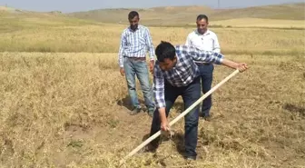 Kaymakam Tırpan Çekerek Hasat Yaptı