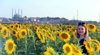 Trakya'da Sıcaklar Ayçiçeğini Vurdu