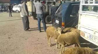 Kurban Pazarları Açıldı, Fiyatlar Arttı