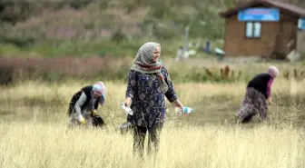 Ormandan Temizlik Canavarı Çıktı